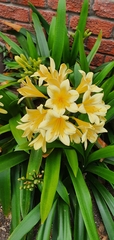Clivia miniata citrina