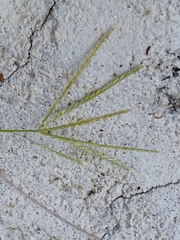 Digitaria ciliaris