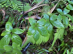 Dioscorea pentaphylla