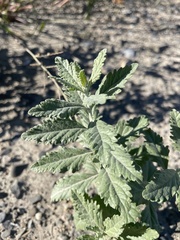 Salvia yangii