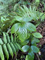 Dioscorea pentaphylla