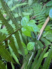 Dioscorea pentaphylla