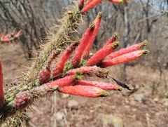 Cleistocactus smaragdiflorus