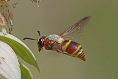 Euodynerus hidalgo hidalgo