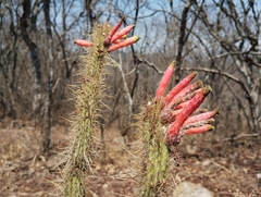 Cleistocactus smaragdiflorus
