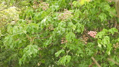 Chlorostilbon lucidus