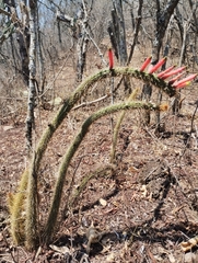 Cleistocactus smaragdiflorus