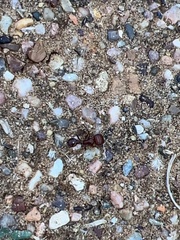 Pogonomyrmex barbatus