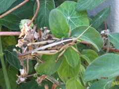 Acanthacris ruficornis