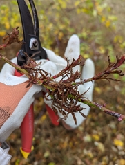 Rose rosette emaravirus