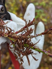 Rose rosette emaravirus