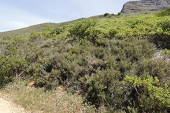 Dicerothamnus rhinocerotis