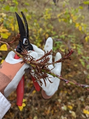 Rose rosette emaravirus