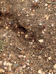 Pogonomyrmex barbatus