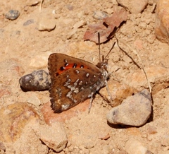 Aloeides thyra thyra