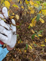 Rose rosette emaravirus