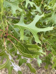 Quercus buckleyi