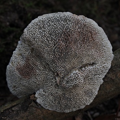 Daedaleopsis confragosa