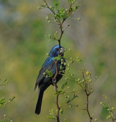 Cyanoloxia brissonii