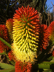 Aloe helenae