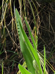 Hypoxis galpinii