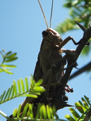 Acanthacris ruficornis