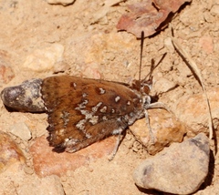 Aloeides thyra thyra