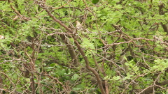 Myiophobus fasciatus