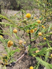 Vachellia aroma