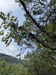 Pseudosmodingium perniciosum