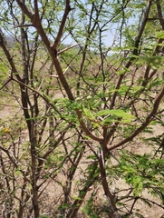 Vachellia aroma