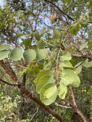Pseudosmodingium perniciosum