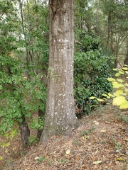 Quercus laurifolia