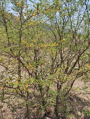 Vachellia aroma