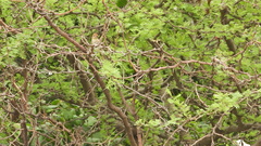 Myiophobus fasciatus