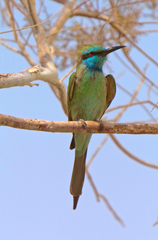 Merops cyanophrys