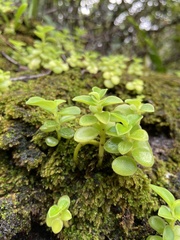 Peperomia leptostachya