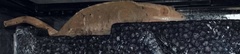 Sauria