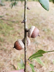 Quercus laurifolia