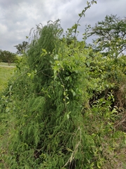 Asparagus