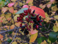 Viburnum × burkwoodii