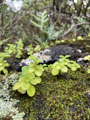 Peperomia leptostachya