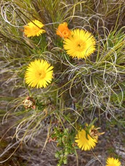Lampranthus bicolor