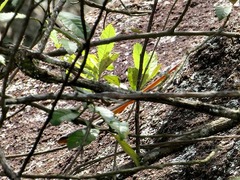 Trachylepis margaritifera