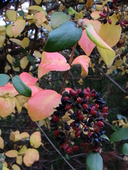 Viburnum × burkwoodii