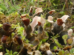 Peltigera rufescens