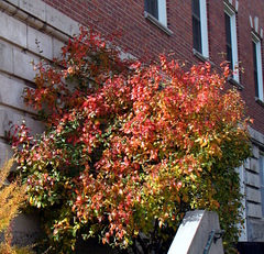 Viburnum × burkwoodii