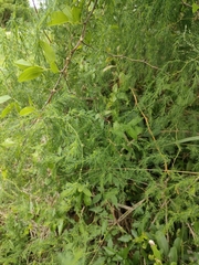 Asparagus