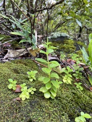 Peperomia leptostachya
