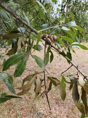 Quercus laurifolia